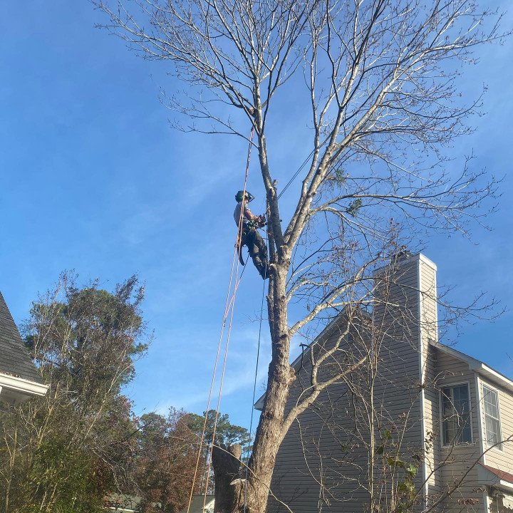 ArborCare Tree Management guy high up in tree removing branches