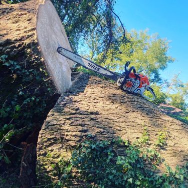 Chainsaw sitting on a tree after hazardous tree removal service has been completed