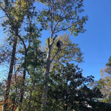 Guy performing tree pruning services in Leland, NC