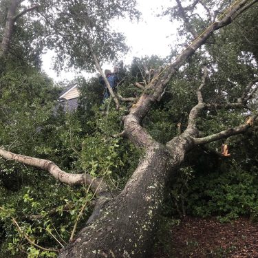 Hazardous tree removal done by local tree removal company, ArborCare Tree Maintenance