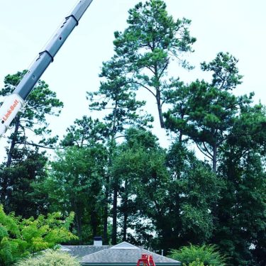 Hazardous tree removal services being completed by a local tree removal company in Leland, NC
