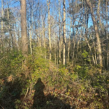Land clearing before pic by ArborCare Tree Management 1