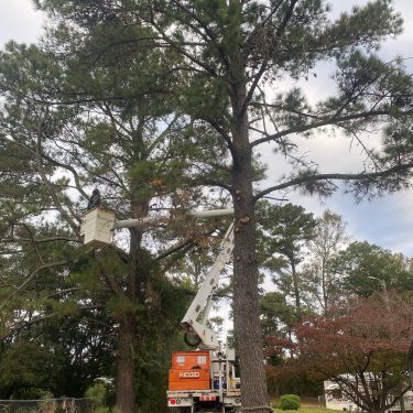 Local tree removal company completing tree pruning services in Leland, NC