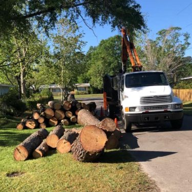 Tree pruning services being completed by a local tree care company in Leland, NC