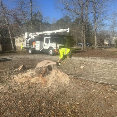 Tree removal services being completed by professional tree care experts in Wilmington, NC