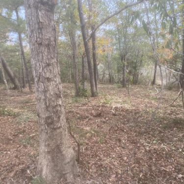 Trees in the woods in Wilmington, NC area